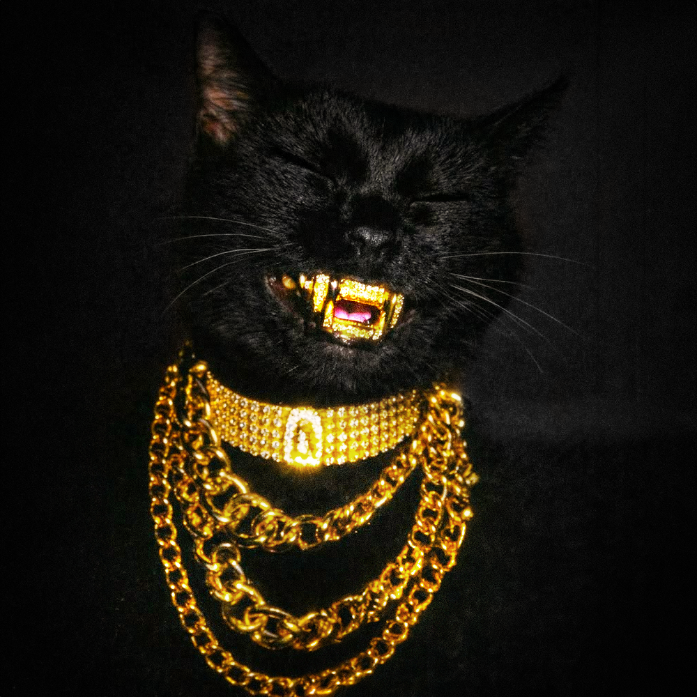 GAT, a black cat wearing gold grills and layers of gold chains